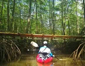 mangrove tour dominical