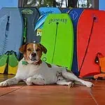 Costa Rica Surf Camp's Surf Dog